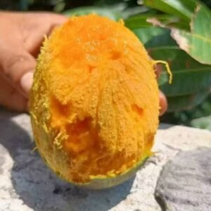 হিমসাগর আম