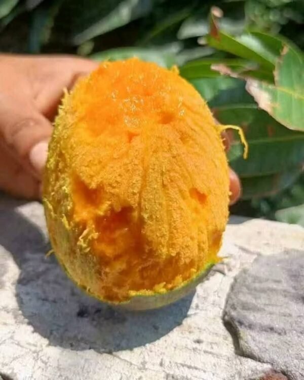হিমসাগর আম