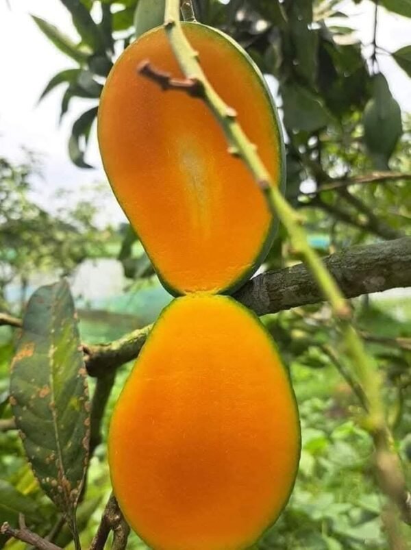 হিমসাগর আম - Image 3