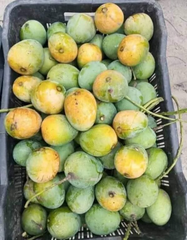 হিমসাগর আম - Image 4
