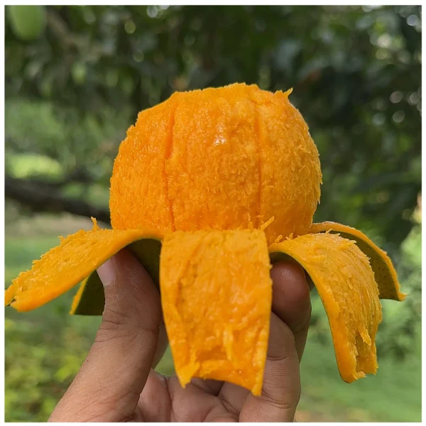 হিমসাগর আম - Image 2